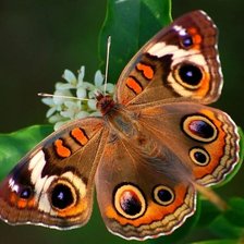 Схема вышивки «Бабочка 3»