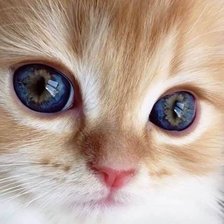 Схема вышивки «Gato.»