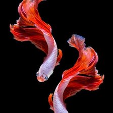 Схема вышивки «Две рыбки»