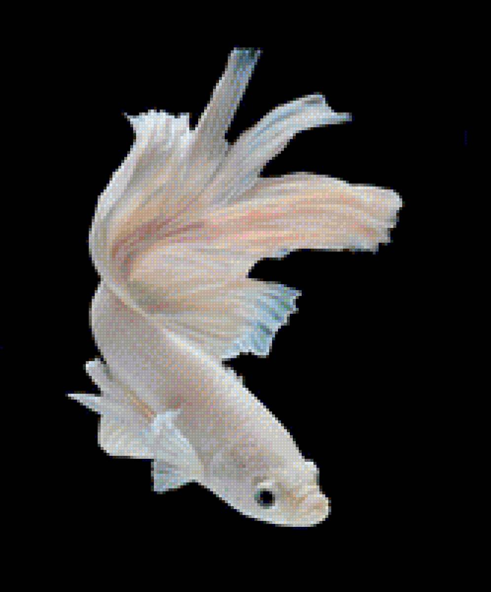 Белая рыбка - рыбы - предпросмотр