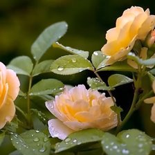 Схема вышивки «№2199620»