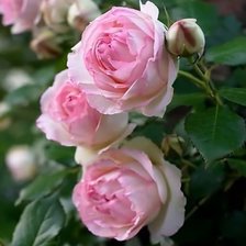 Схема вышивки «№2199621»