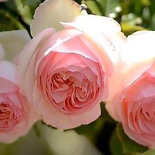 Схема вышивки «№2199625»