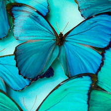 Схема вышивки «Бабочки»