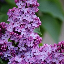 Схема вышивки «№2199846»