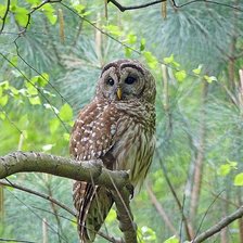 Схема вышивки «№2199855»