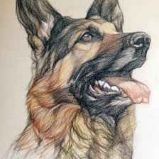 Немецкая овчарка. В карандаше