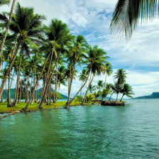 Пальмы и море