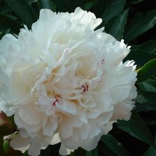 Схема вышивки «№2201057»