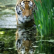 Схема вышивки «тигр»