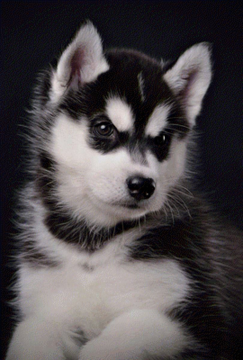 Хаски - предпросмотр