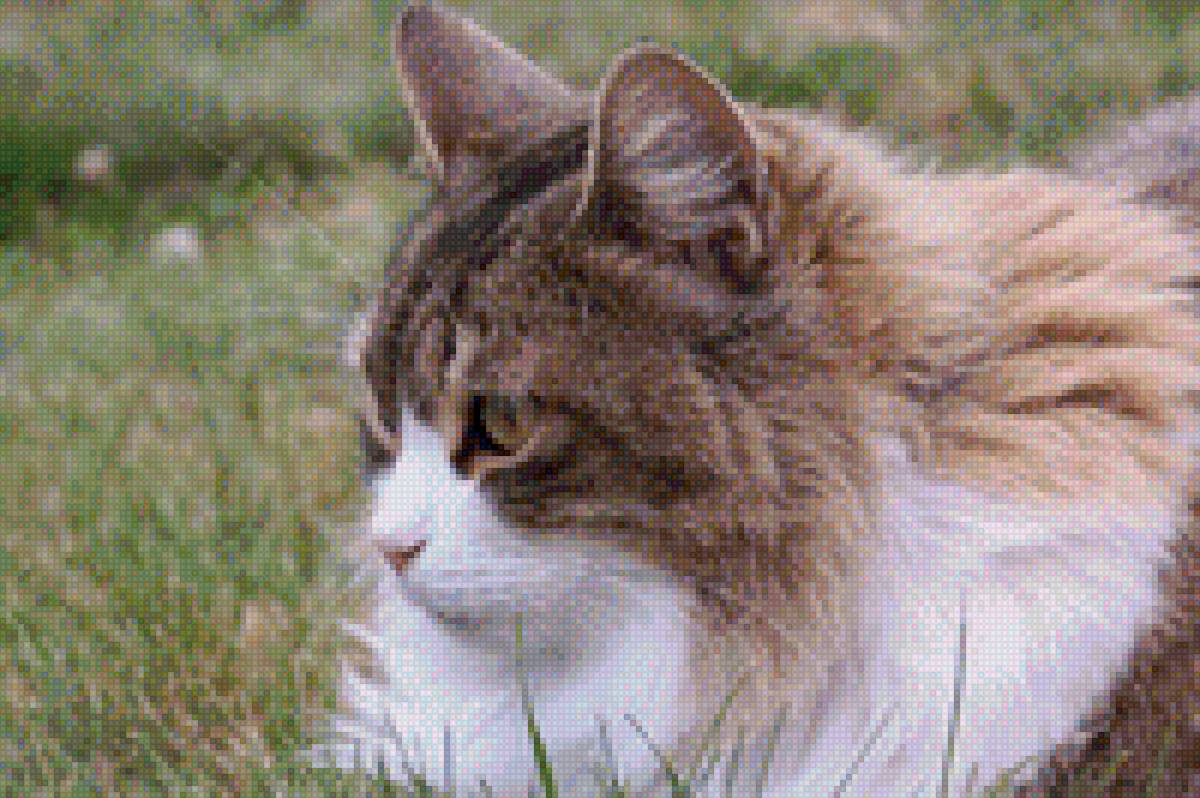 Моника - предпросмотр