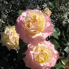 Схема вышивки «Глория деи»