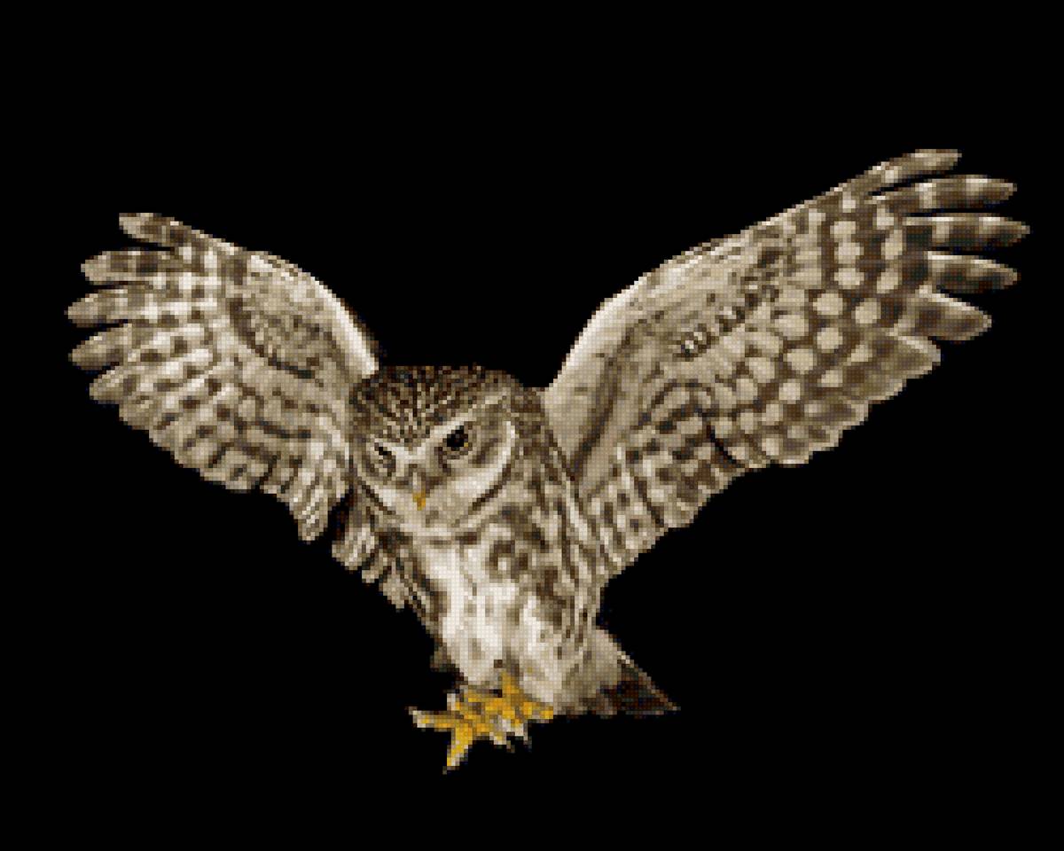 Сова - сова - предпросмотр