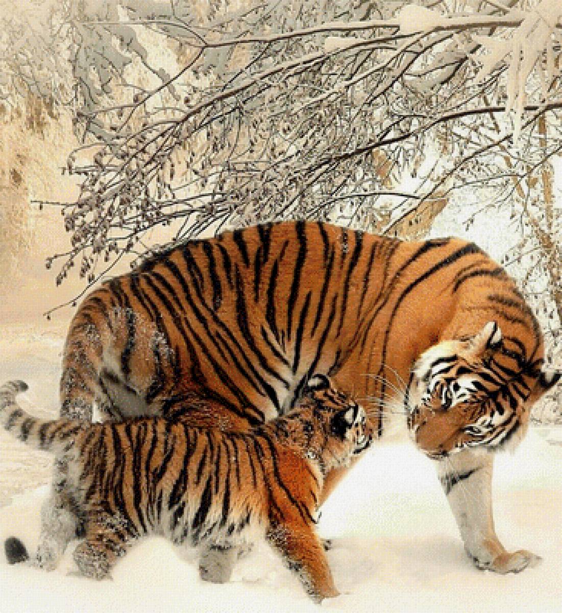 Тигрица зимой - предпросмотр