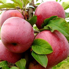 Схема вышивки «Яблоня Флорина»