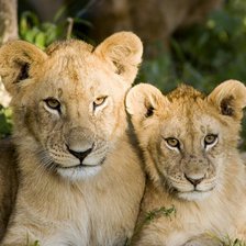 Львята