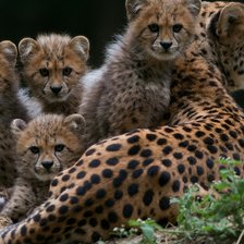 Схема вышивки «Гепард с котятами»