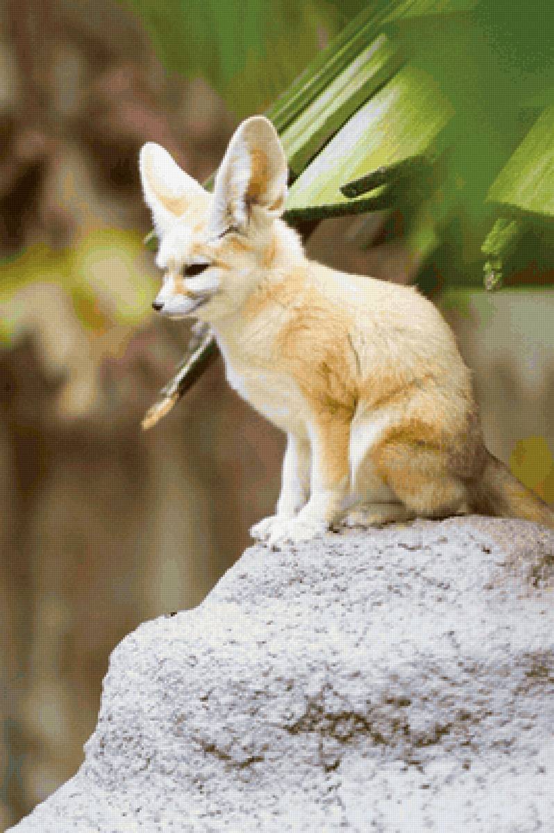 Маленький фенек - фотографии - предпросмотр