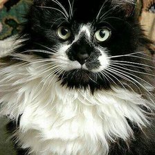 Схема вышивки «Gato.»