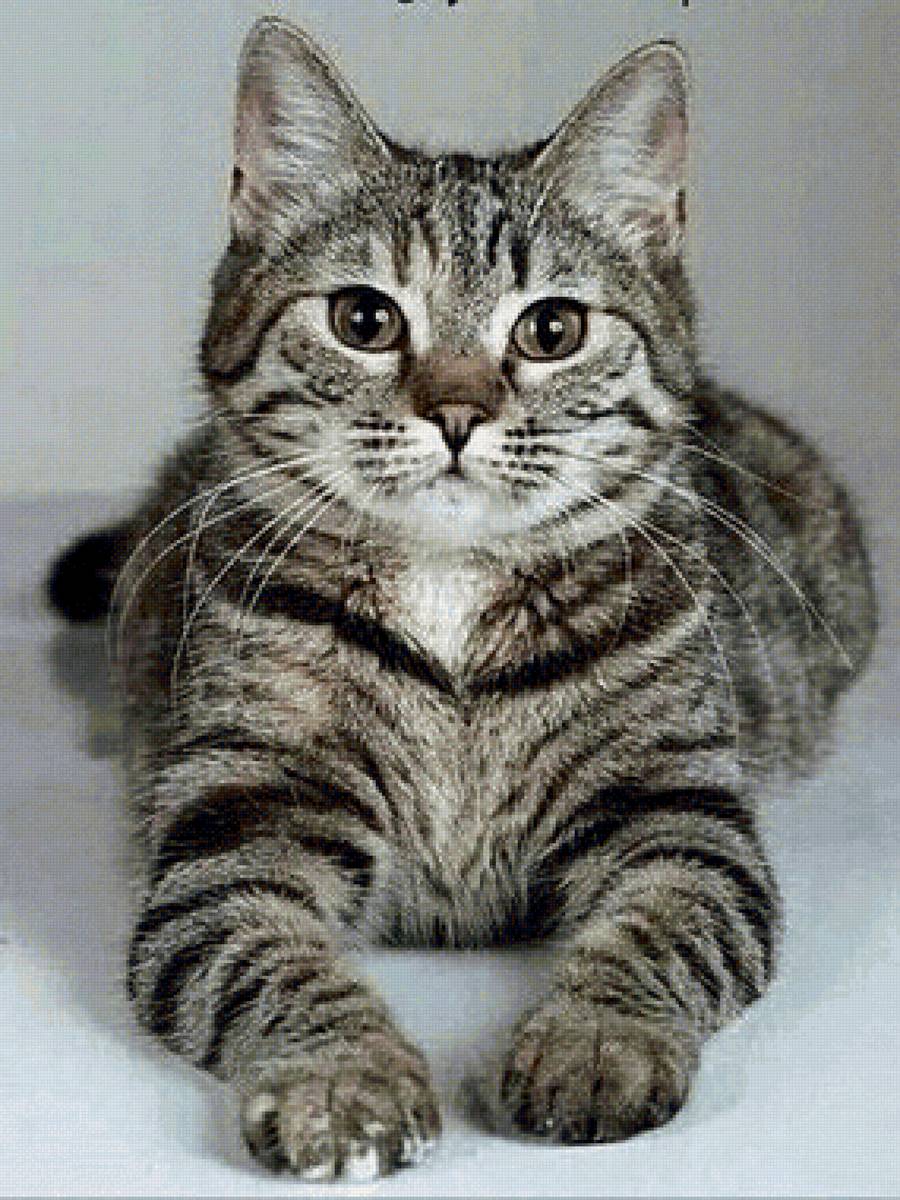 Gato. - animais. - предпросмотр