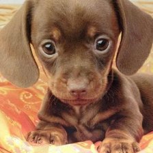 Схема вышивки «Filhote de cão»