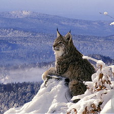 Схема вышивки «№2204369»