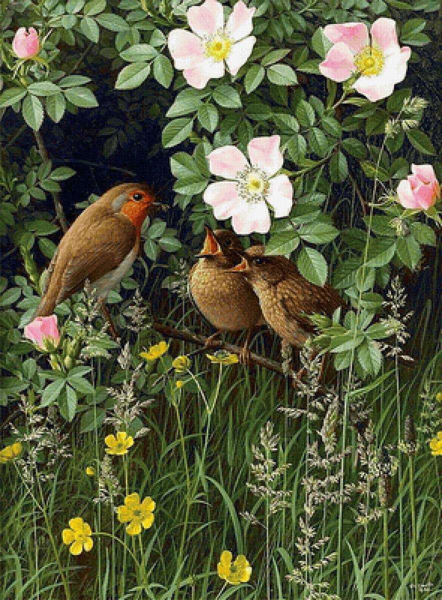 В шиповнике - растения, птицы, шиповник - предпросмотр