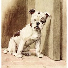 Староанглийский бульдог