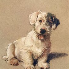 Фокстерьер двухмесячный