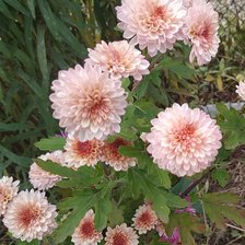 Схема вышивки «Осенние ноготки»