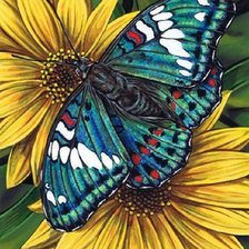 Borboleta, com margaridas.