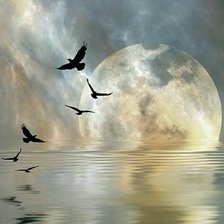 Схема вышивки «Pássaro.em noite de luar»