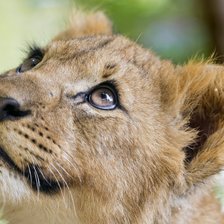 Схема вышивки «Львёнок»