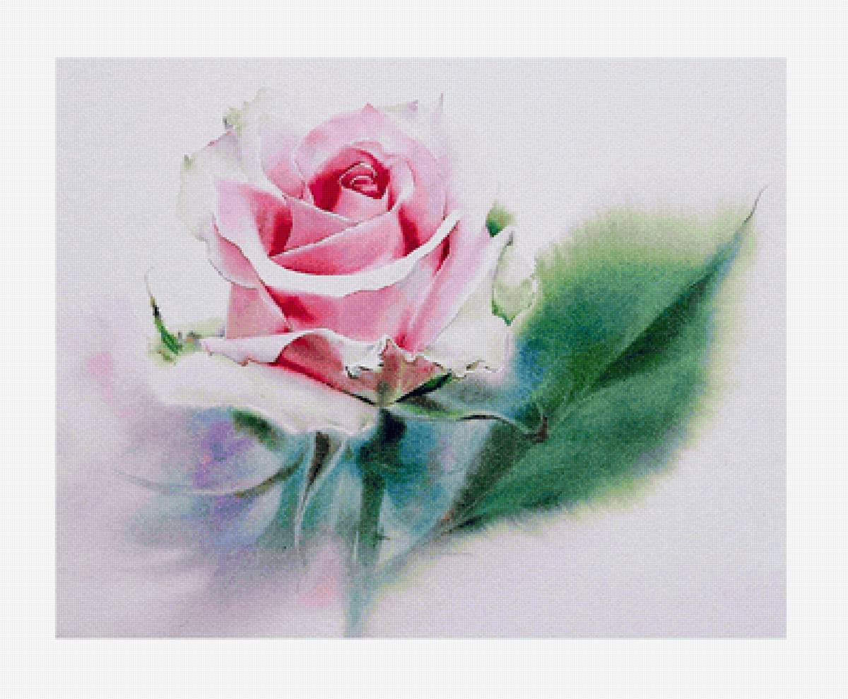 Акварельная роза - акварель, цветы, роза - предпросмотр