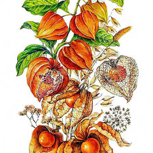 Схема вышивки «Физалис»