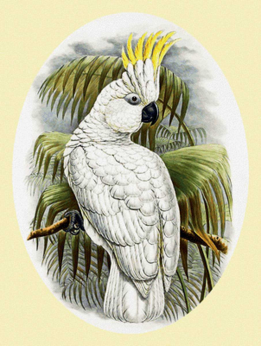 Серия "Птицы" - фауна, птицы - предпросмотр