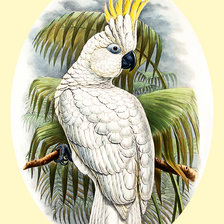 Схема вышивки «Серия "Птицы"»