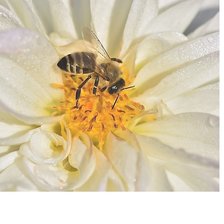 Схема вышивки «№2205779»