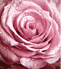 Схема вышивки «Серия "Розы".»