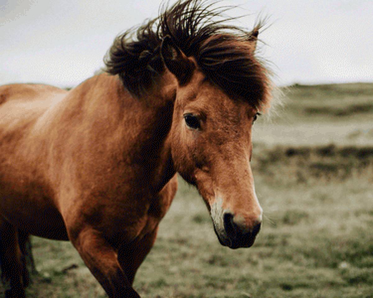Лошадь - лошадь, поле - предпросмотр