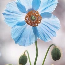 Схема вышивки «Мак»