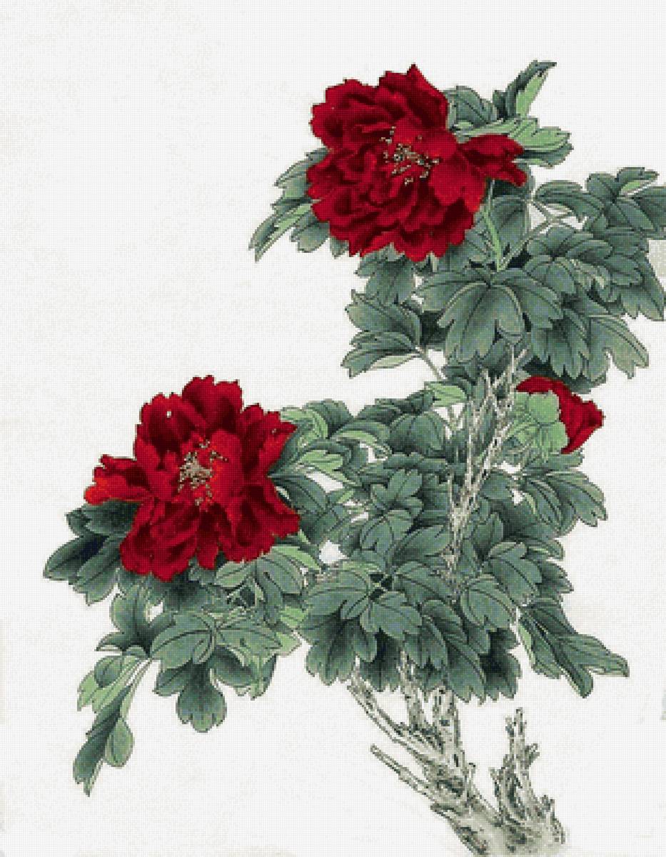 Пион - цветы, пион - предпросмотр