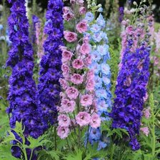 Схема вышивки «Дельфиниум»