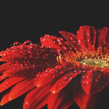 Схема вышивки «Гербера»