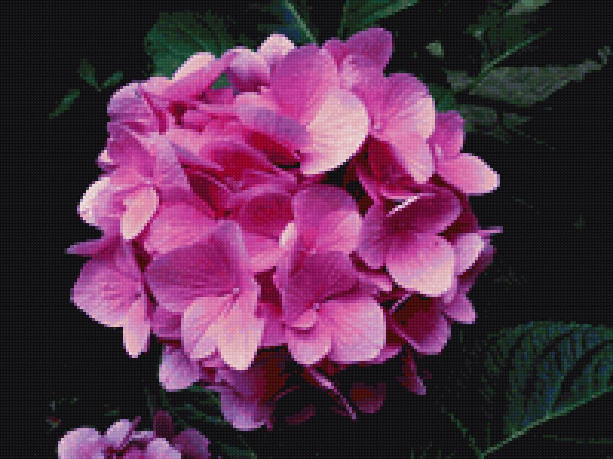 Гортензия - розовый, гортензия, цветок крупным планом - предпросмотр