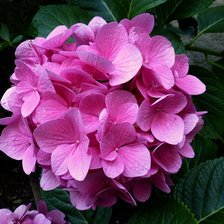 Схема вышивки «Гортензия»