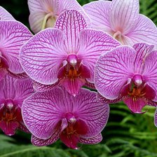 Схема вышивки «Orquídea.»