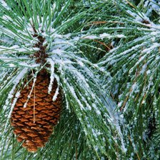 Схема вышивки «Шишка»