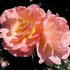 Схема вышивки «Роскошь»